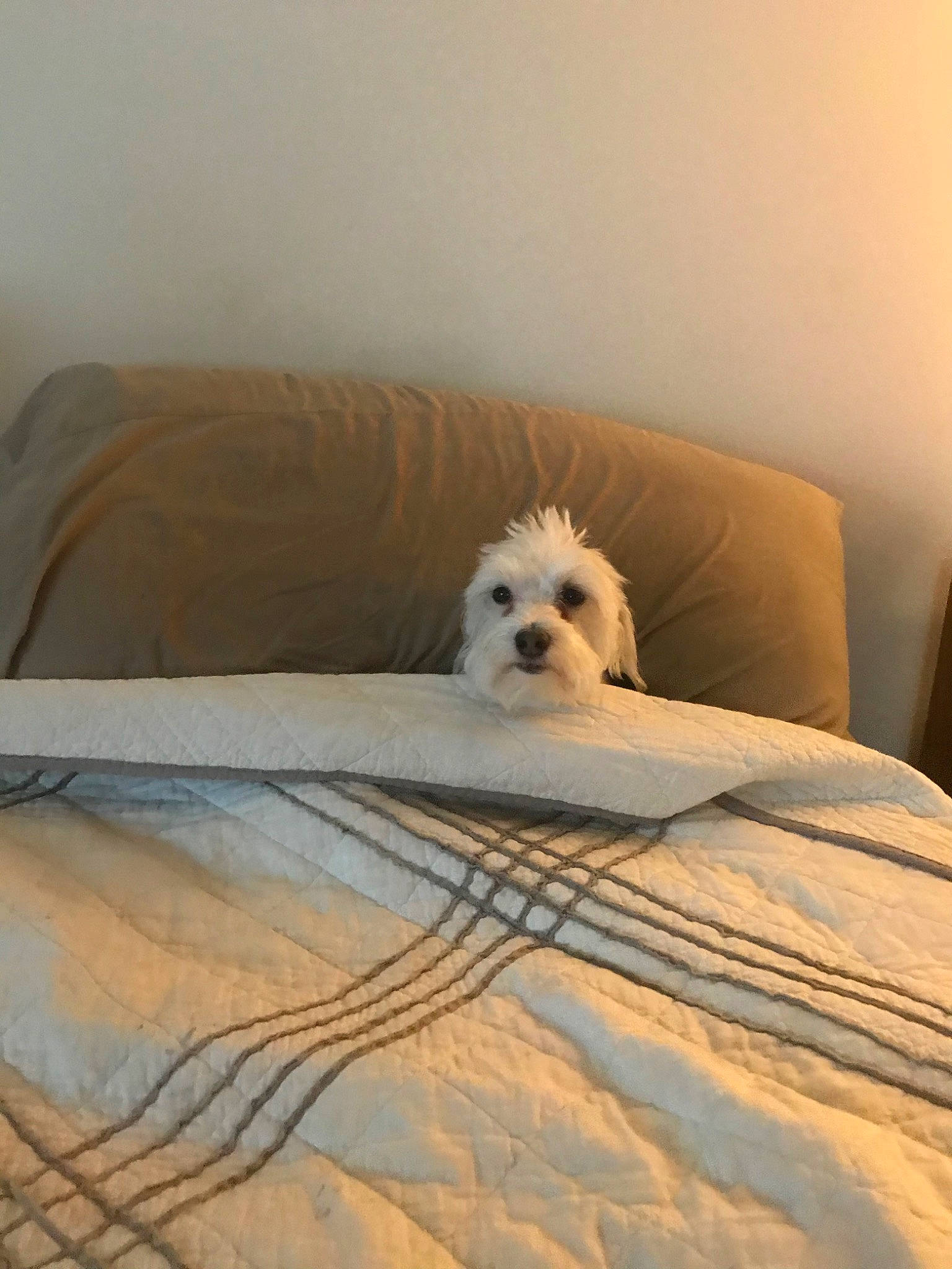 Skiper joined the competition — help win amazing prizes! bedding, bedroom, carnivore, chair, comfort, companion_dog, dog, dog_breed, fawn, felidae, floor, flooring, fur, hardwood, linens, room, sporting_group, toy_dog, wood, working_animal