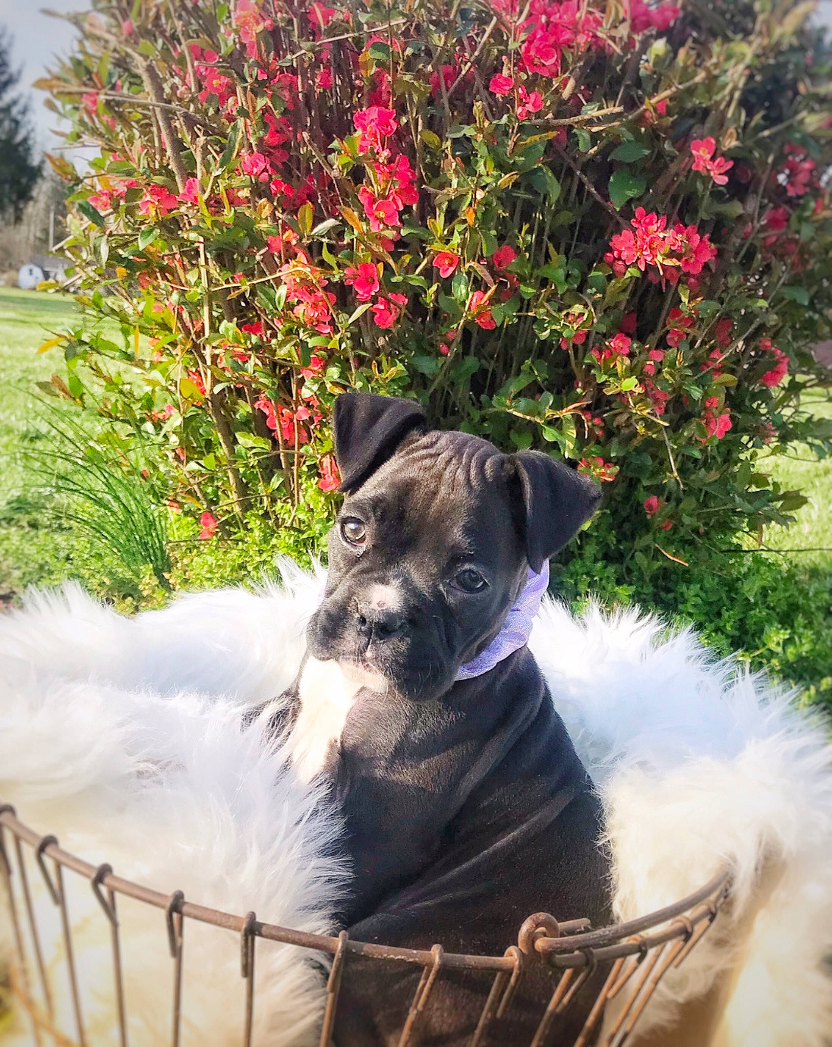 Hallie Berry Farmer is registered to the contest to win money with this photo: annual_plant, canidae, carnivore, collar, companion_dog, dog, dog_breed, fawn, fence, flower, garden, grass, landscape, pet_supply, plant, shrub, snout, spring, water, working_animal