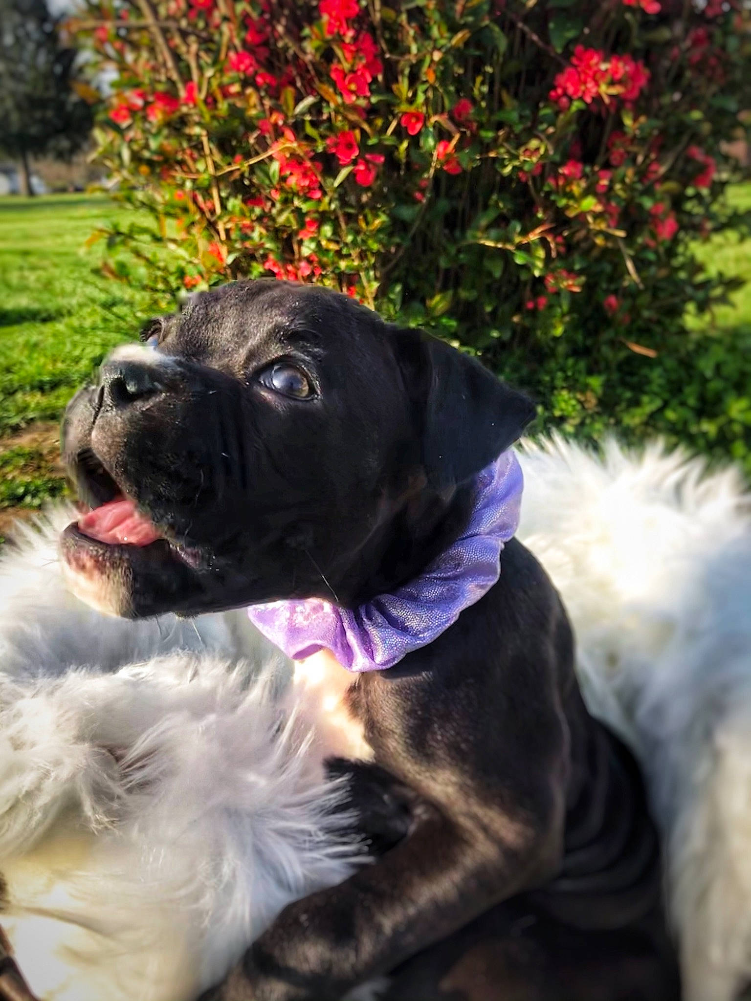 Hallie Berry Farmer joined the competition — help win amazing prizes! carnivore, collar, companion_dog, dog, dog_breed, dog_collar, fawn, flower, grass, leash, magenta, petal, pink, plant, pug, purple, snout, sporting_group, tree, working_animal