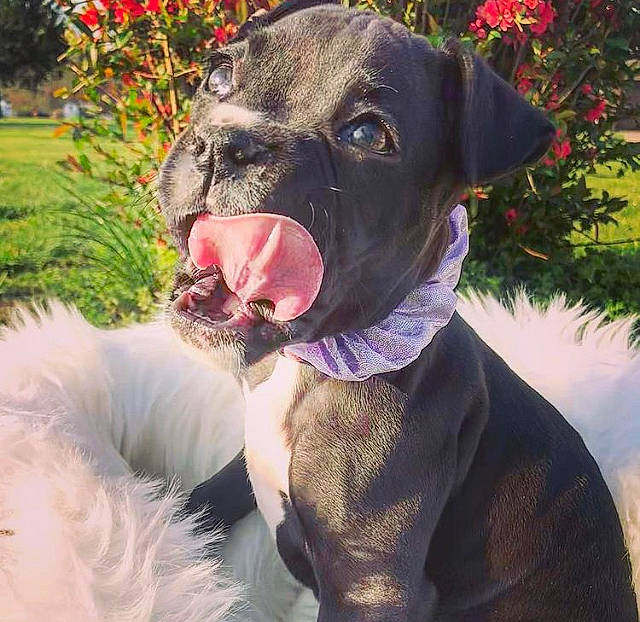 Hallie Berry Farmer joined the competition — help win amazing prizes! canidae, carnivore, collar, companion_dog, dog, dog_breed, dog_collar, fang, fawn, flower, grass, jaw, pink, plant, snout, sporting_group, terrestrial_animal, vertebrate, whiskers, working_animal