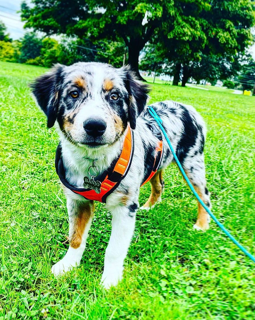 Banjo is registered to the contest to win money with this photo: art, canidae, carnivore, collar, companion_dog, dog, dog_breed, dog_collar, dog_supply, electric_blue, grass, herding_dog, plant, recreation, sporting_group, terrestrial_animal, toy, tree, working_animal, working_dog