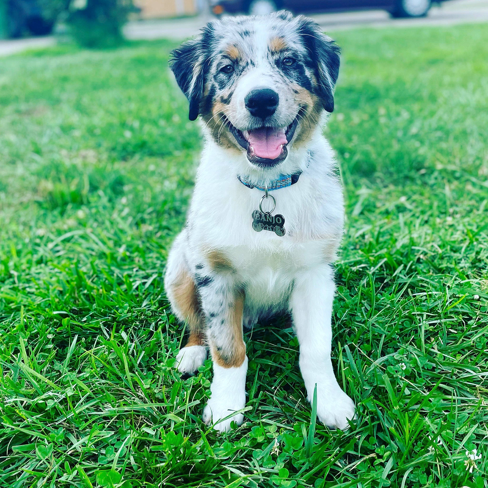 Banjo joined the competition — help win amazing prizes! canidae, carnivore, collar, companion_dog, dog, dog_breed, dog_collar, grass, grassland, green, groundcover, gun_dog, lawn, people_in_nature, plant, puppy, working_dog