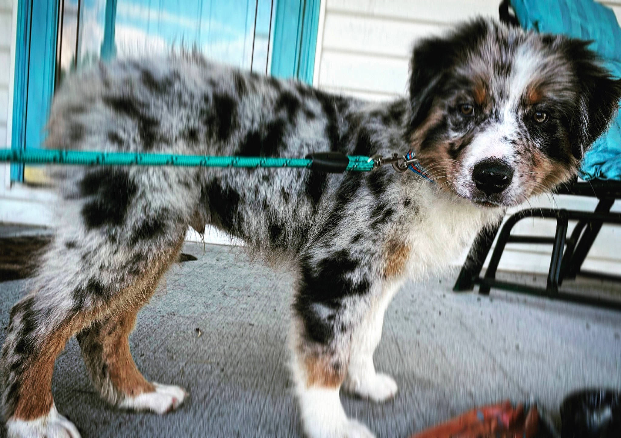 Banjo is registered to the contest to win money with this photo: canidae, carnivore, chair, companion_dog, dog, dog_breed, dog_supply, fur, herding_dog, snout, sporting_group, tail, terrestrial_animal, toy_dog, whiskers, working_animal, working_dog