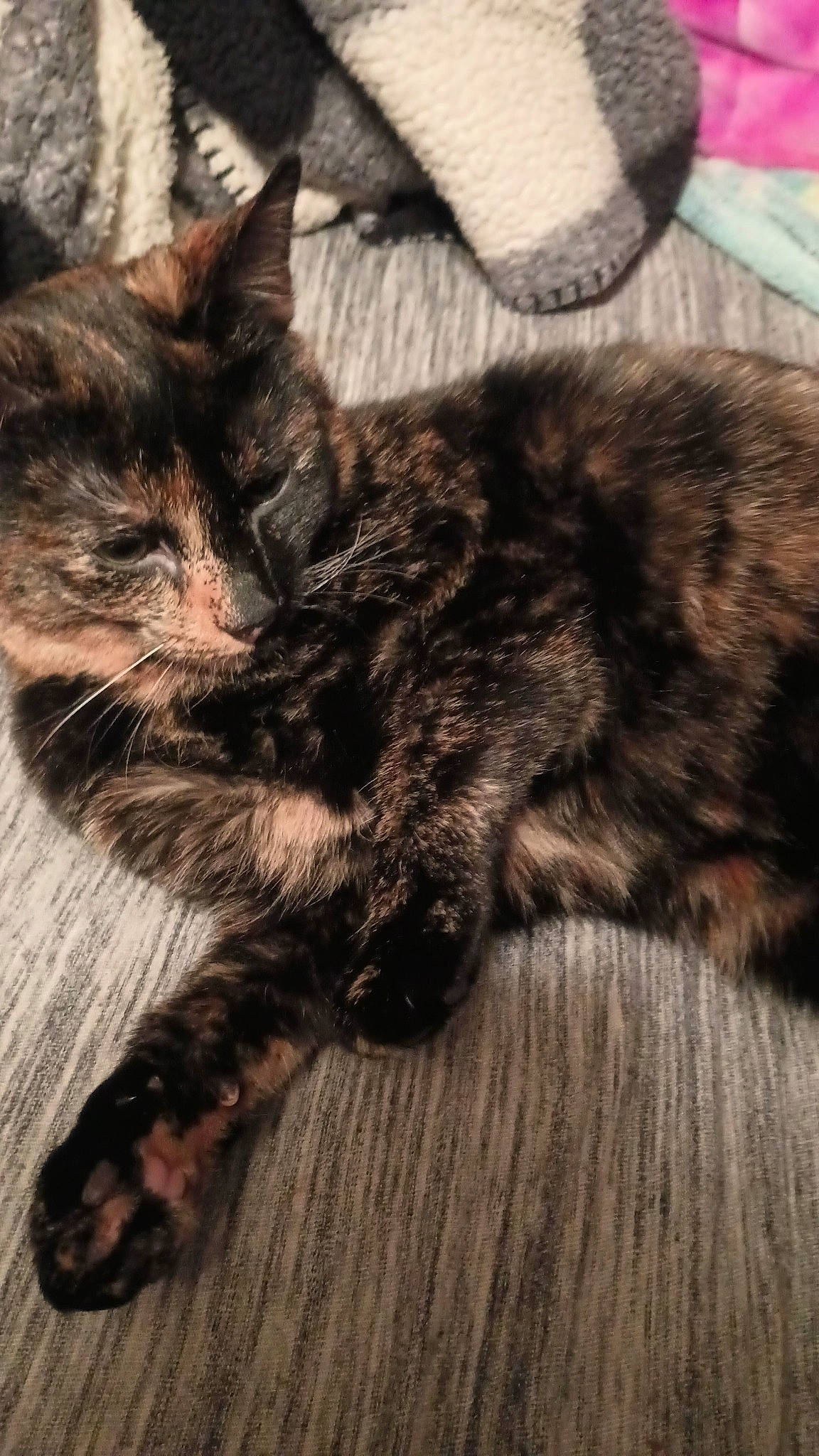 Bean is registered to the contest to win money with this photo: carnivore, cat, claw, comfort, domestic_short_haired_cat, felidae, fur, monochrome, monochrome_photography, paw, small_to_medium_sized_cats, snout, tail, whiskers, wood