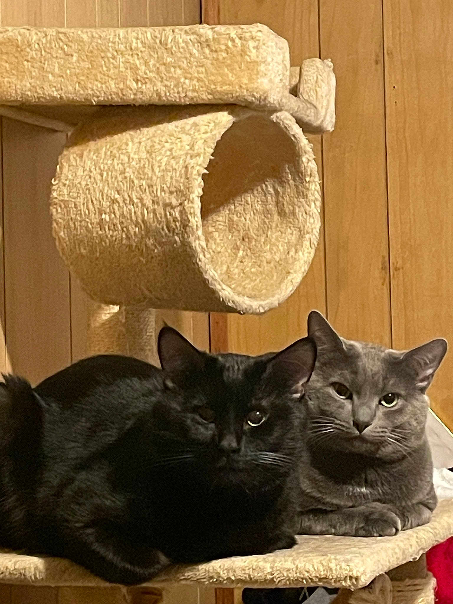 Binx And Ash