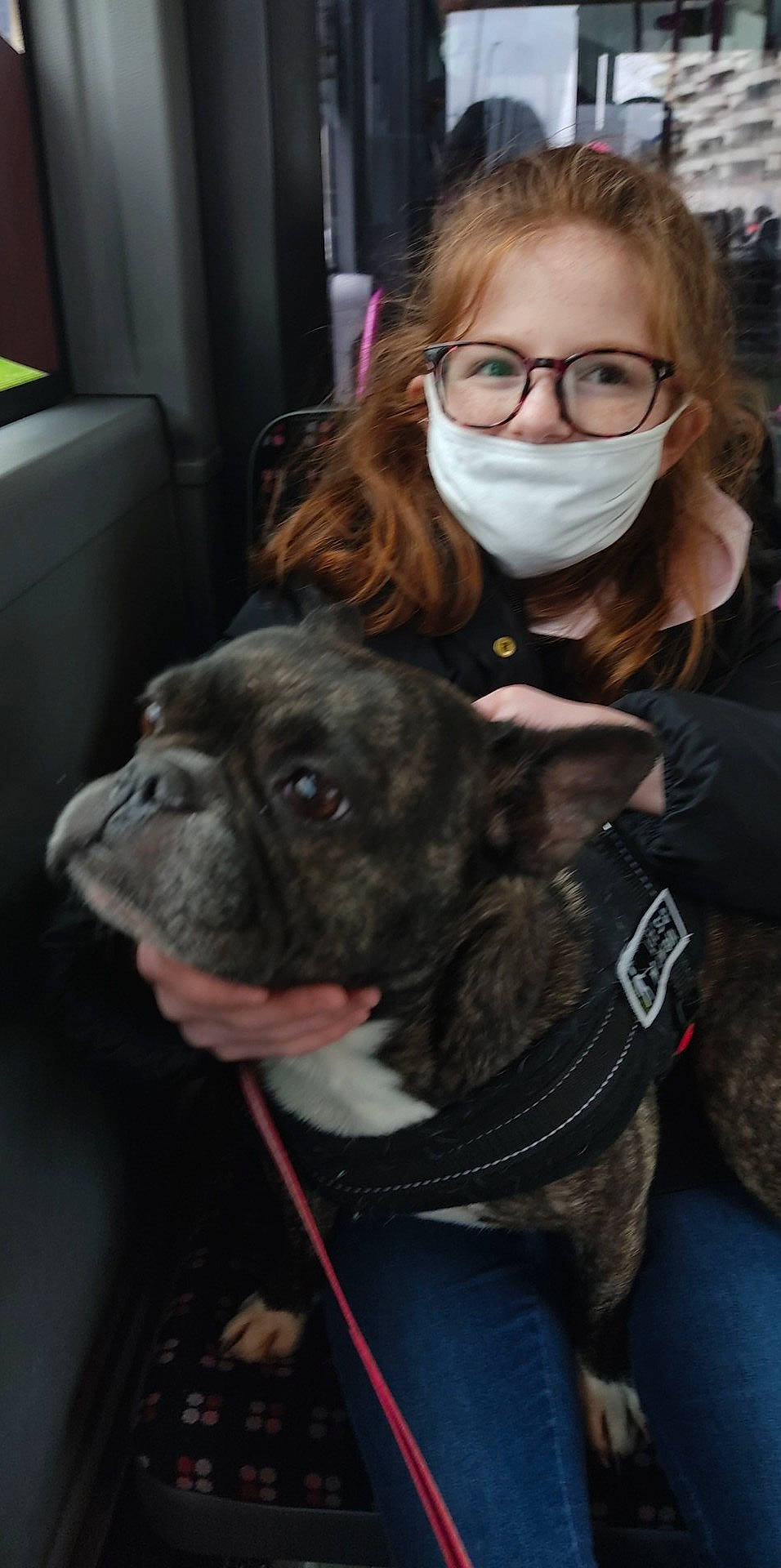 Moly a rejoint le concours — aidez-le/la à gagner de superbes lots ! canidae, carnivore, collar, companion_dog, dog, dog_breed, dog_collar, ear, eye, eyewear, fawn, fur, glasses, head, snout, sporting_group, vision_care, whiskers, working_animal, wrinkle