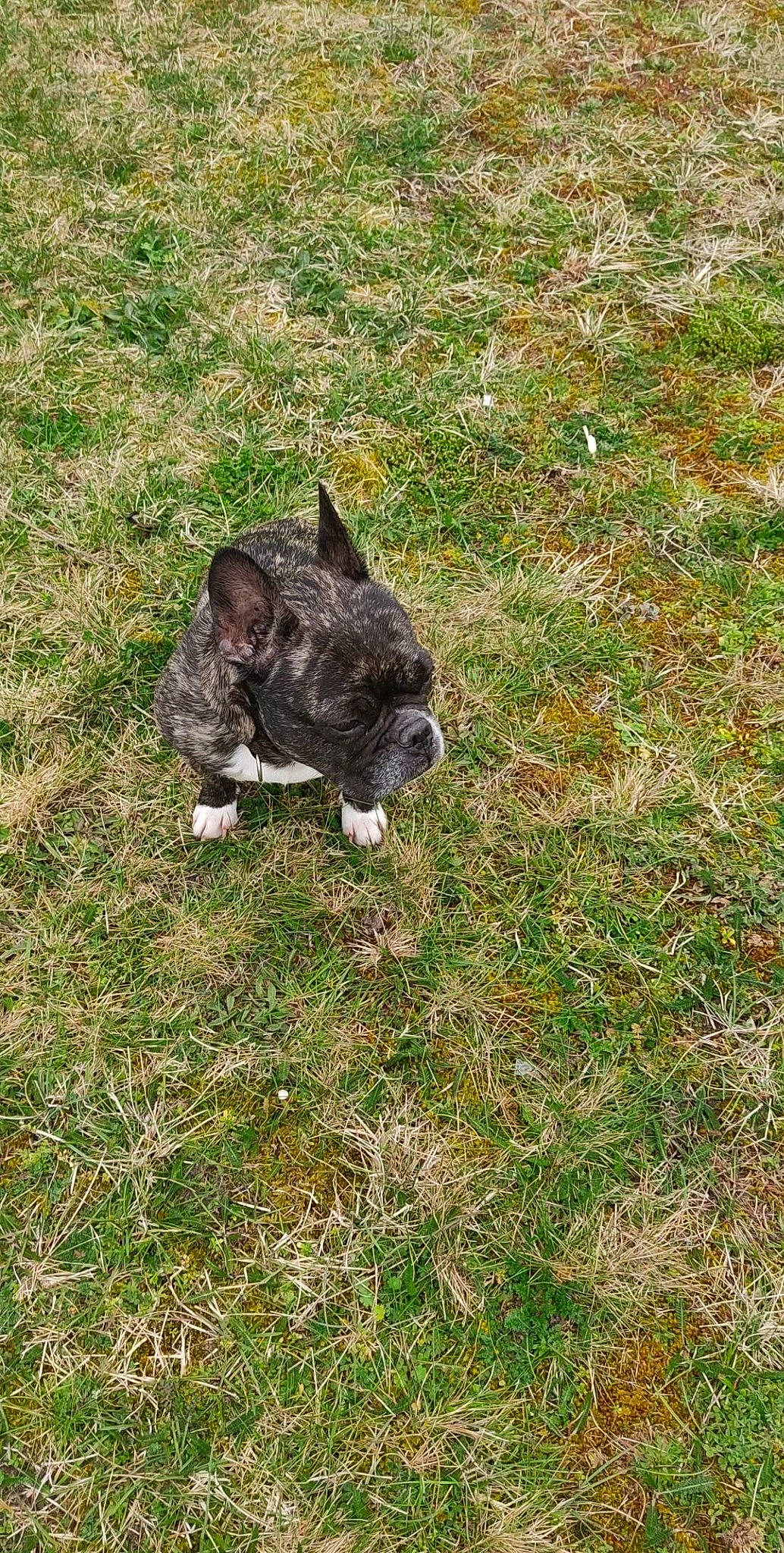 Moly a rejoint le concours — aidez-le/la à gagner de superbes lots ! canidae, carnivore, companion_dog, dog, dog_breed, fawn, fur, grass, grassland, groundcover, lawn, non_sporting_group, pasture, plant, soil, sporting_group, tail, terrestrial_animal, working_animal