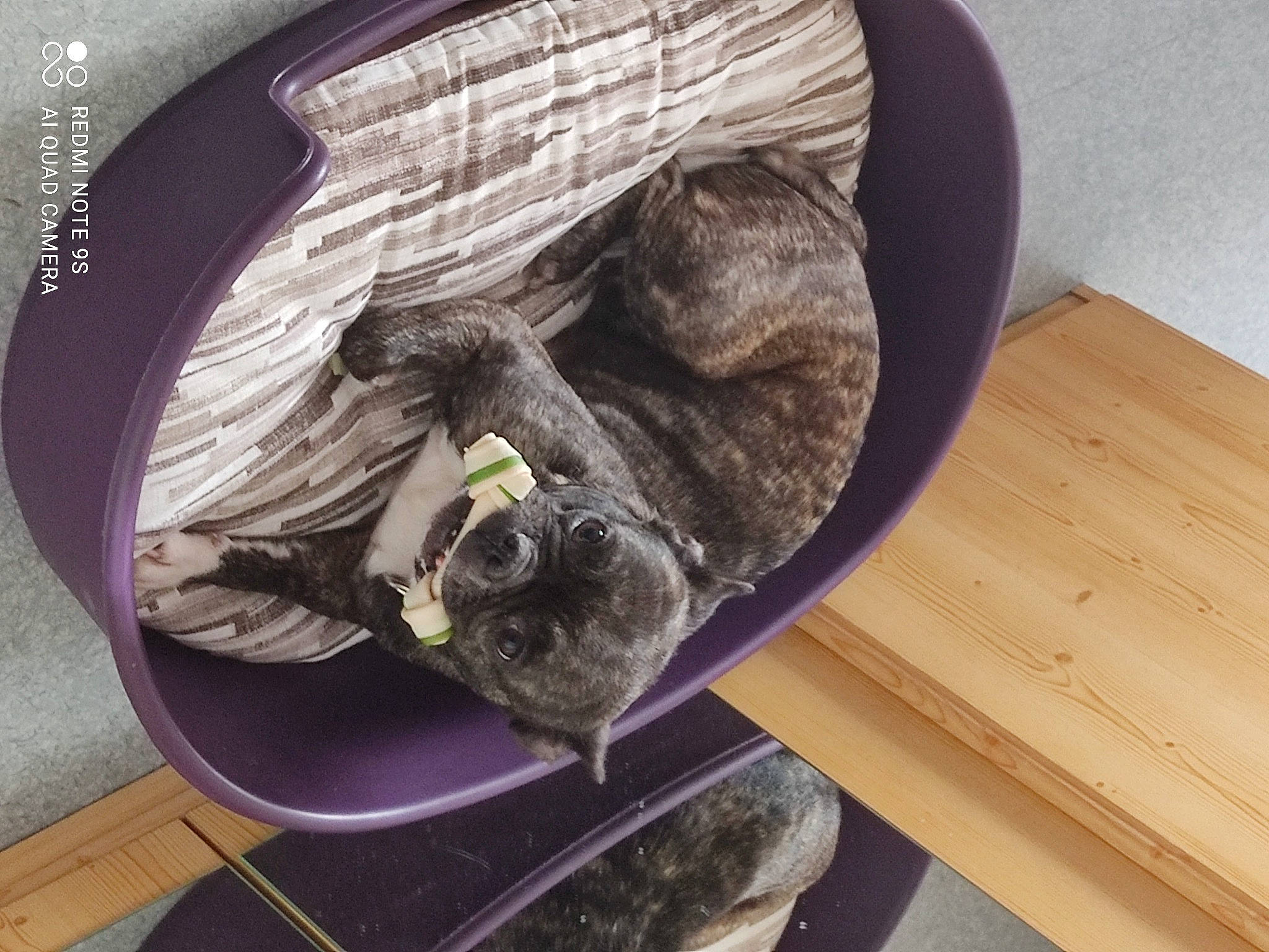 Moly participe au concours pour gagner de l'argent avec cette photo : bag, cat, chair, comfort, fashion_accessory, feather, felidae, flooring, hardwood, hat, plant, reptile, room, small_to_medium_sized_cats, tail, thread, whiskers, wood, wood_stain, wool