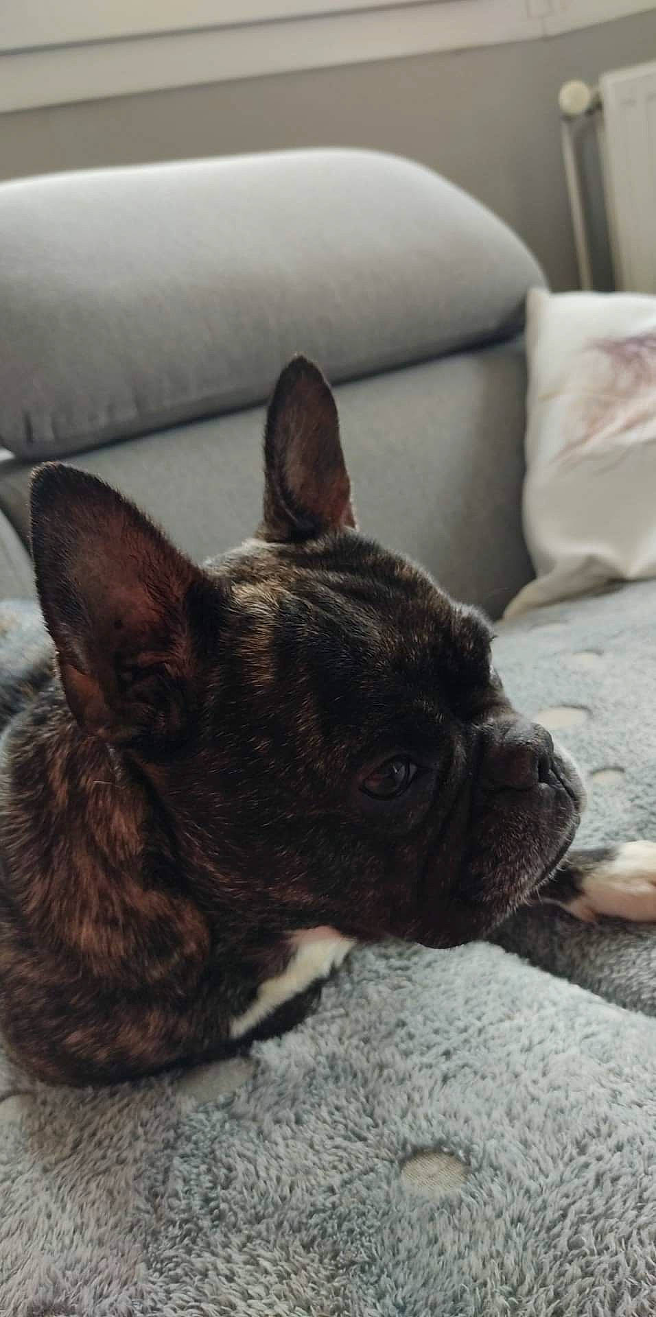 Moly participe au concours pour gagner de l'argent avec cette photo : bulldog, canidae, carnivore, comfort, companion_dog, dog, dog_breed, ear, fawn, french_bulldog, non_sporting_group, photography, snout, sporting_group, terrestrial_animal, toy_dog, whiskers, working_animal, wrinkle