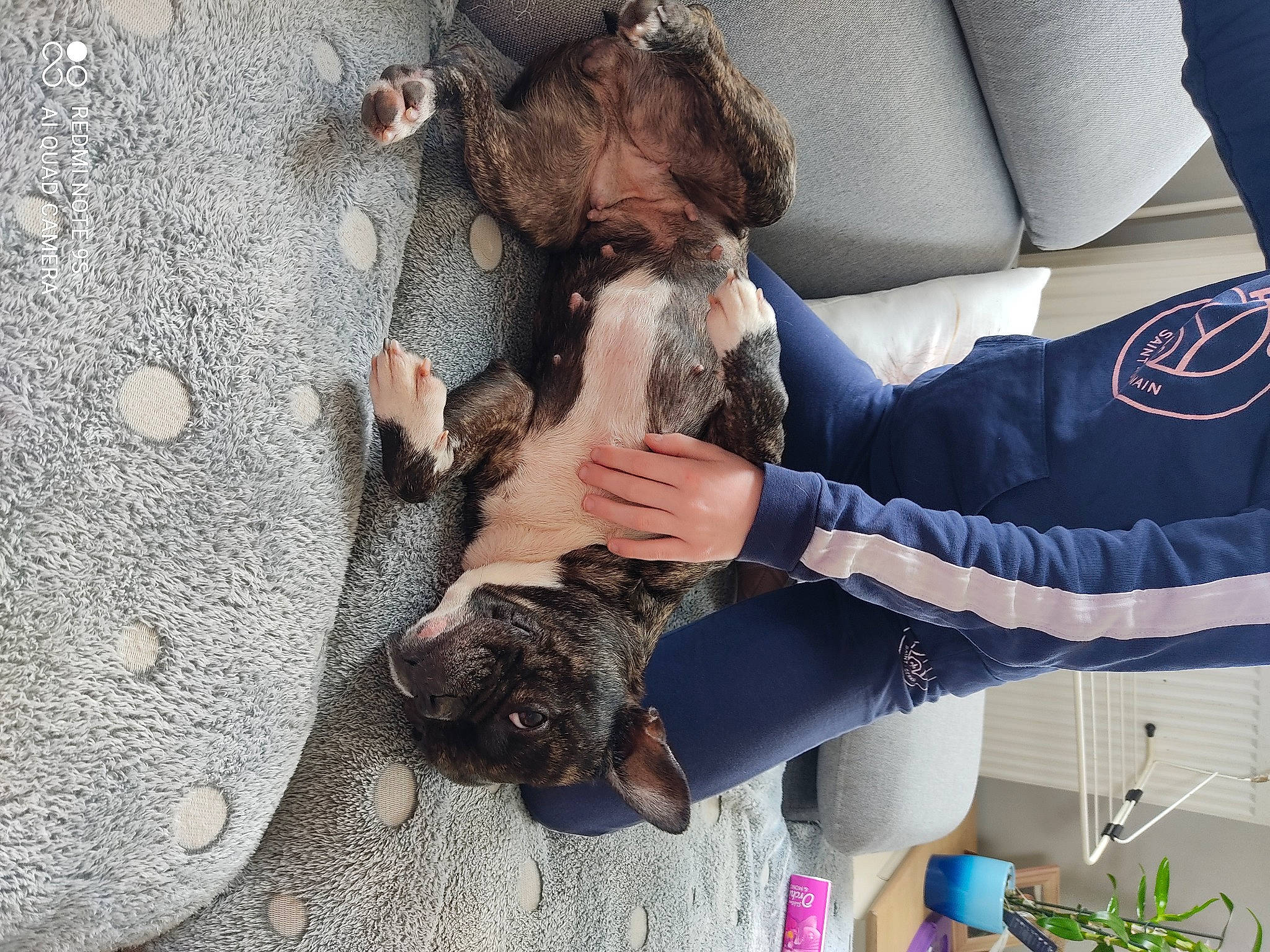 Moly a rejoint le concours — aidez-le/la à gagner de superbes lots ! boot, canidae, carnivore, comfort, companion_dog, dog, dog_breed, fawn, fur, human_leg, interaction, leg, mammal, shoe, sneakers, snout, sporting_group, street_fashion, tree, vertebrate