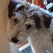 Little Leo is registered to the contest to win money with this photo: animal, black_nose, brown, canine, carpet, close_up, companion, curious, curly_fur, cute, dog, door, ears, furry, household, indoor, looking, pet, portrait, white