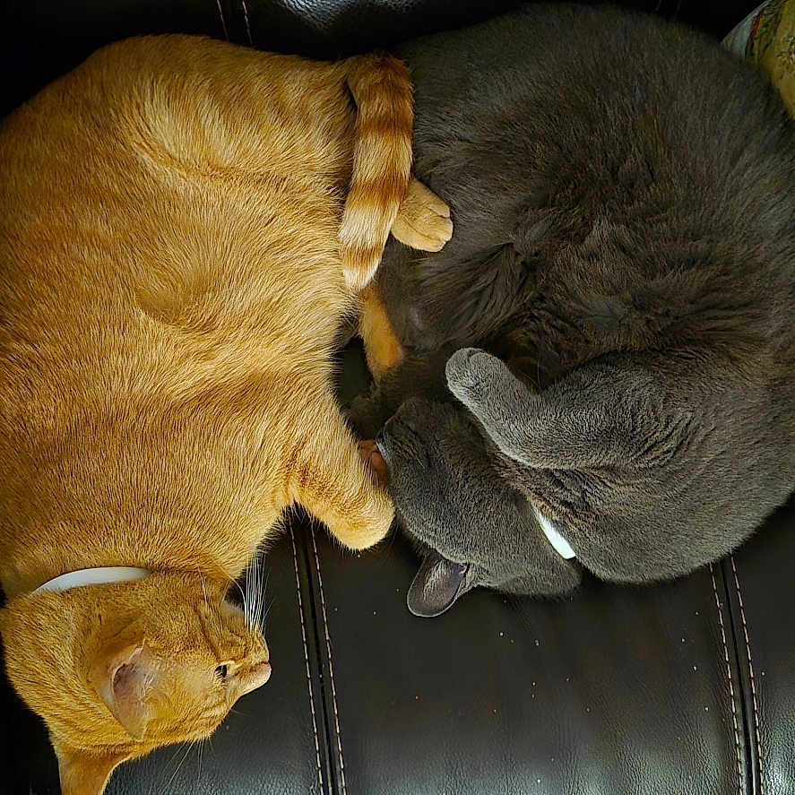 Sammy And Bennie joined the competition — help win amazing prizes! animal, carpet, cat, colorful_pants, couch, cozy, curled_up, dog, foot, furry, gray_cat, home, indoor, leather, orange_cat, paw, pets, resting, sleeping, tail