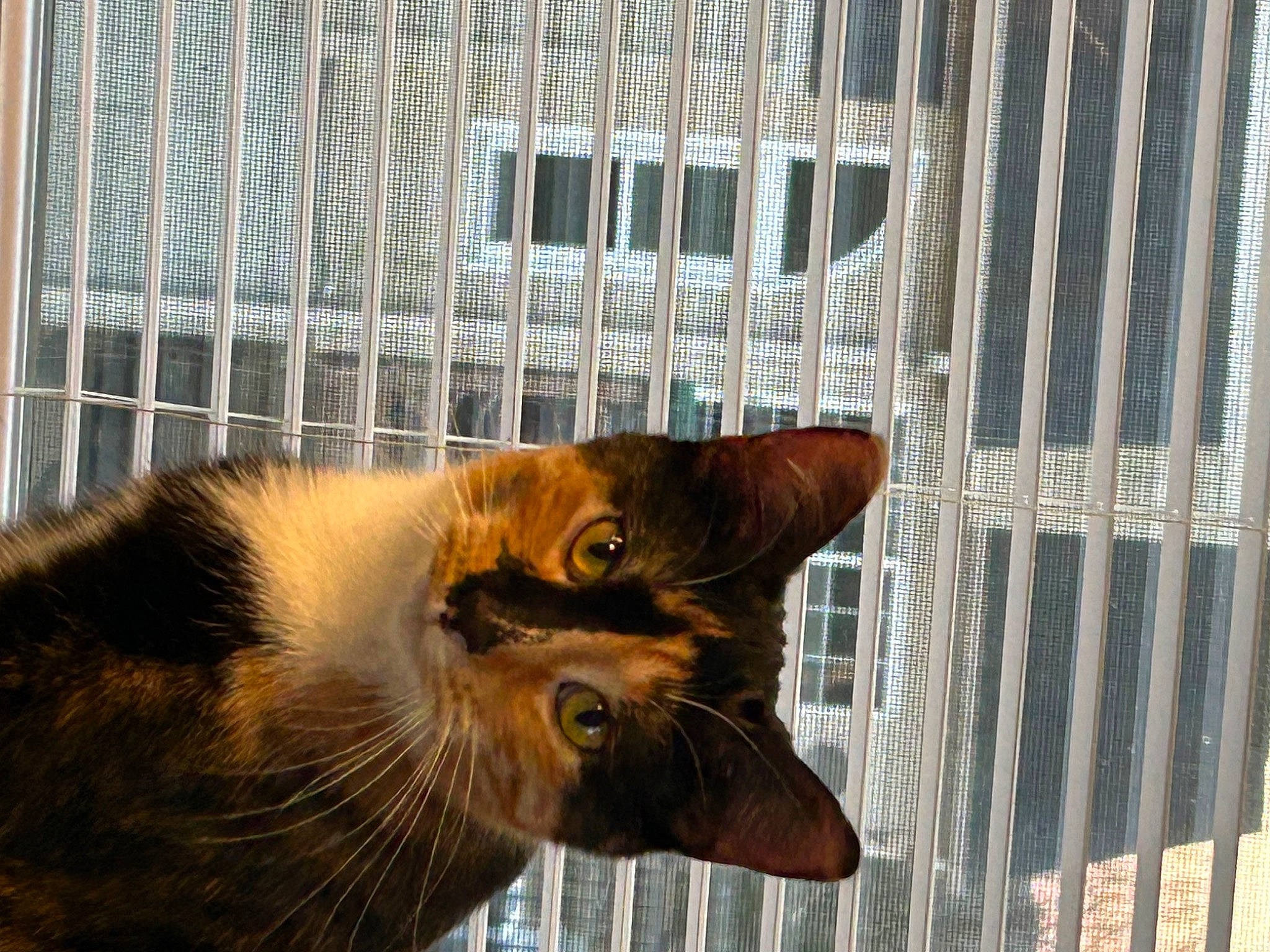 Juno is registered to the contest to win money with this photo: animal_shelter, cage, carnivore, cat, domestic_short_haired_cat, fawn, felidae, fur, kennel, mammal, mesh, metal, pet_supply, small_to_medium_sized_cats, snout, tail, vertebrate, whiskers, window, wood