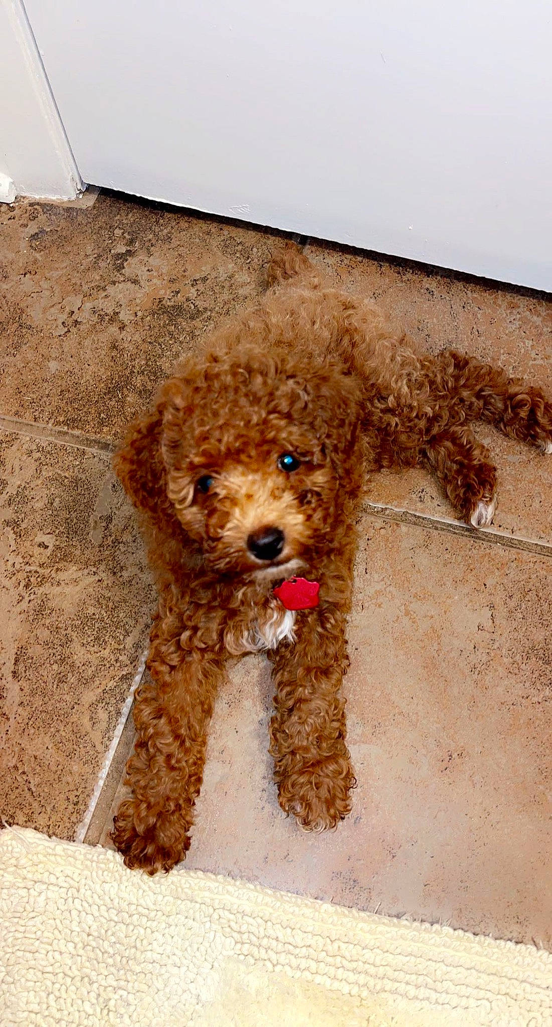 Audi joined the competition — help win amazing prizes! canidae, carnivore, companion_dog, dog, dog_breed, fawn, flooring, fur, goldendoodle, labradoodle, liver, pet_supply, poodle, snout, sporting_group, terrier, toy_dog, water_dog, wood, working_animal