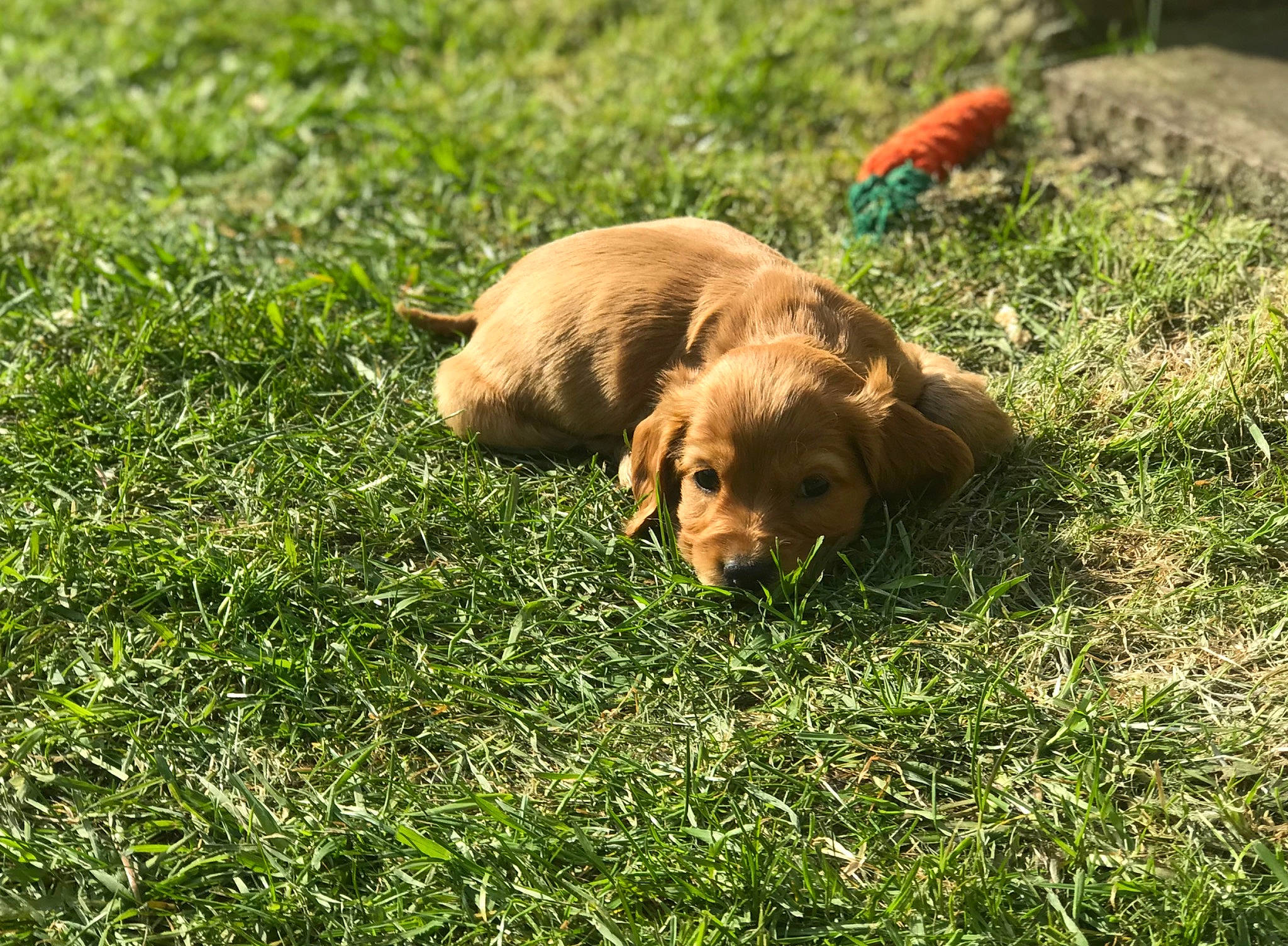 Roxy is registered to the contest to win money with this photo: canidae, carnivore, companion_dog, dog, dog_breed, english_cocker_spaniel, fawn, grass, nova_scotia_duck_tolling_retriever, puppy, sporting_group, vizsla
