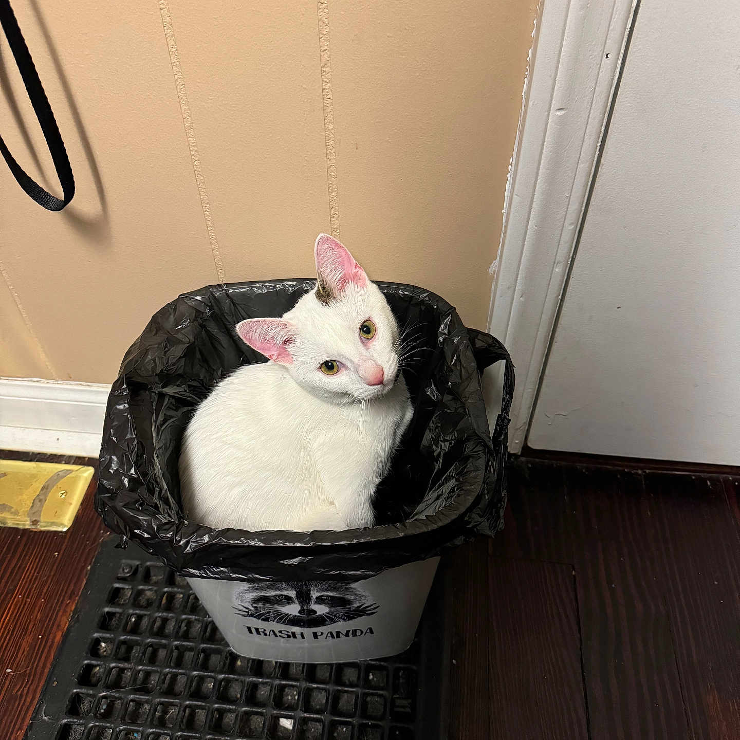 Nanaki joined the competition — help win amazing prizes! animal, bag, can, cat, computer, computerhardware, computerkeyboard, electronics, garbage, hardwood, indoors, kitten, pet, plastic, plasticbag, siamese, tin, trash, trashcan, wood