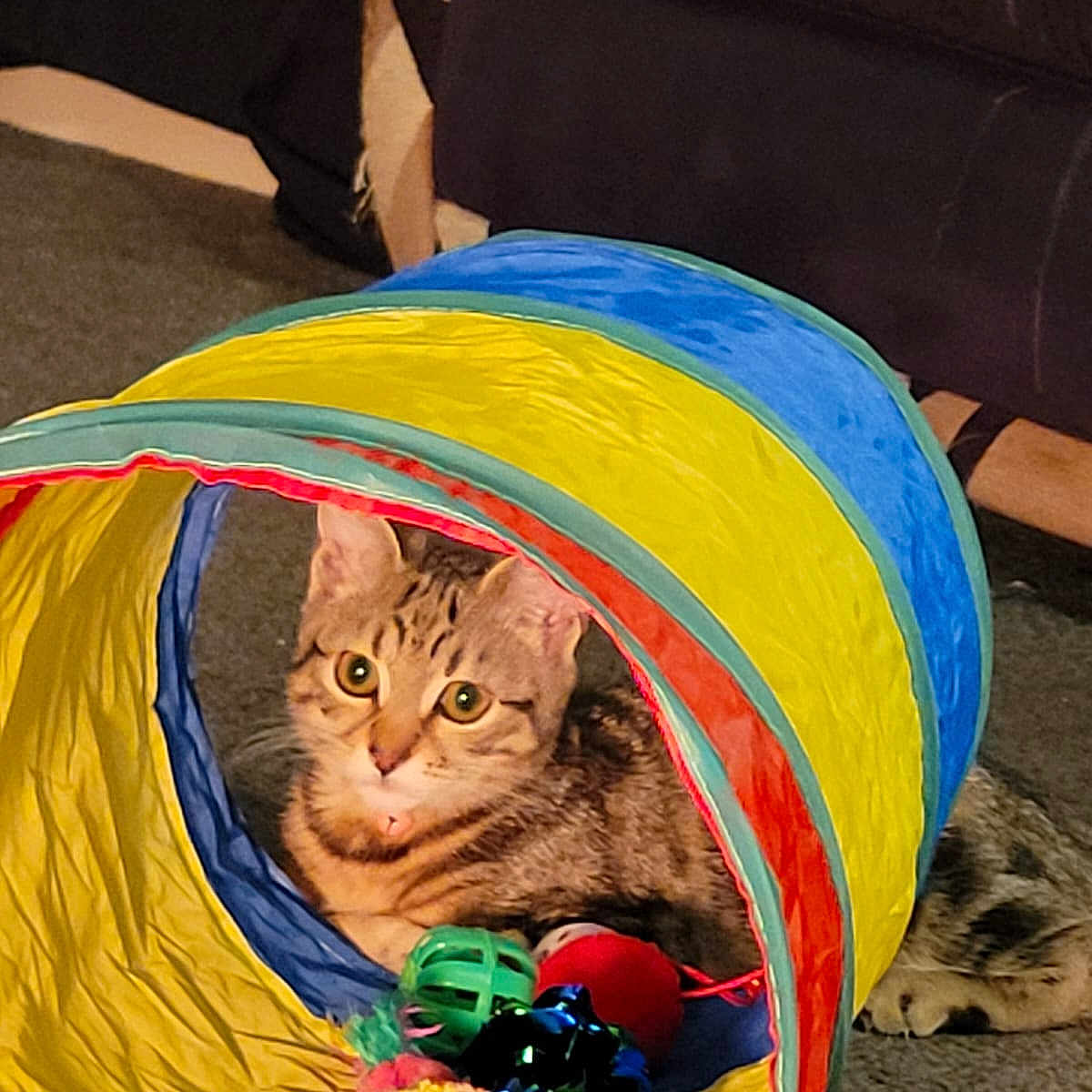 Slyvie joined the competition — help win amazing prizes! animal, carpet, cat, colorful, curious, cute, ears, feline, floor, home, indoor, looking, pet, play_tunnel, playful, relaxed, striped, tabby, toys, whiskers