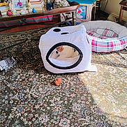 Tinkerbell joined the competition — help win amazing prizes! books, carpet, cat, cat_bed, cozy, cube_house, cushion, decorative_figurine, electrical_outlet, floor, furniture, living_room, patterned_rug, pet, picture_frame, plaid_bed, plush_toy, sunlight, table, toy