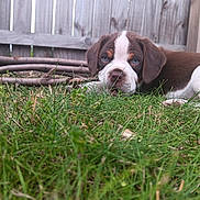 Cody joined the competition — help win amazing prizes! animal, blue_eyes, brown_and_white, canine, close_up, curious, cute, dog, eyes, fence, grass, lying_down, nature, outdoor, pet, puppy, sticks, wood, yard, young_dog