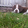 animal, blue_eyes, brown_and_white, canine, close_up, curious, cute, dog, eyes, fence, grass, lying_down, nature, outdoor, pet, puppy, sticks, wood, yard, young_dog