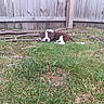 animal, brown_and_white, canine, curious, cute, dog, domestic, grass, lying_down, mischievous, nature, outdoor, pet, playful, puppy, small, sticks, wooden_fence, yard, young