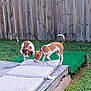 animal, brown_and_white, canine, collar, curious, cushion, dog, domestic, exploring, fence, grass, greenery, outdoor, pet, platform, playful, puppy, two_dogs, wood, yard