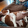 Sambo And Poppy joined the competition — help win amazing prizes! animal, blanket, brown, companion, couch, cozy, cute, dog, domestic, fur, home, indoor, living_room, paw, pet, relaxing, resting, sleeping, snuggling, white