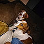 dog, pets, brown_and_white, couch, indoor, flash, closeup, looking_up, two_dogs, canine, fur, animal, companion, cozy, blanket, person_arm, domestic, resting, friendship, home