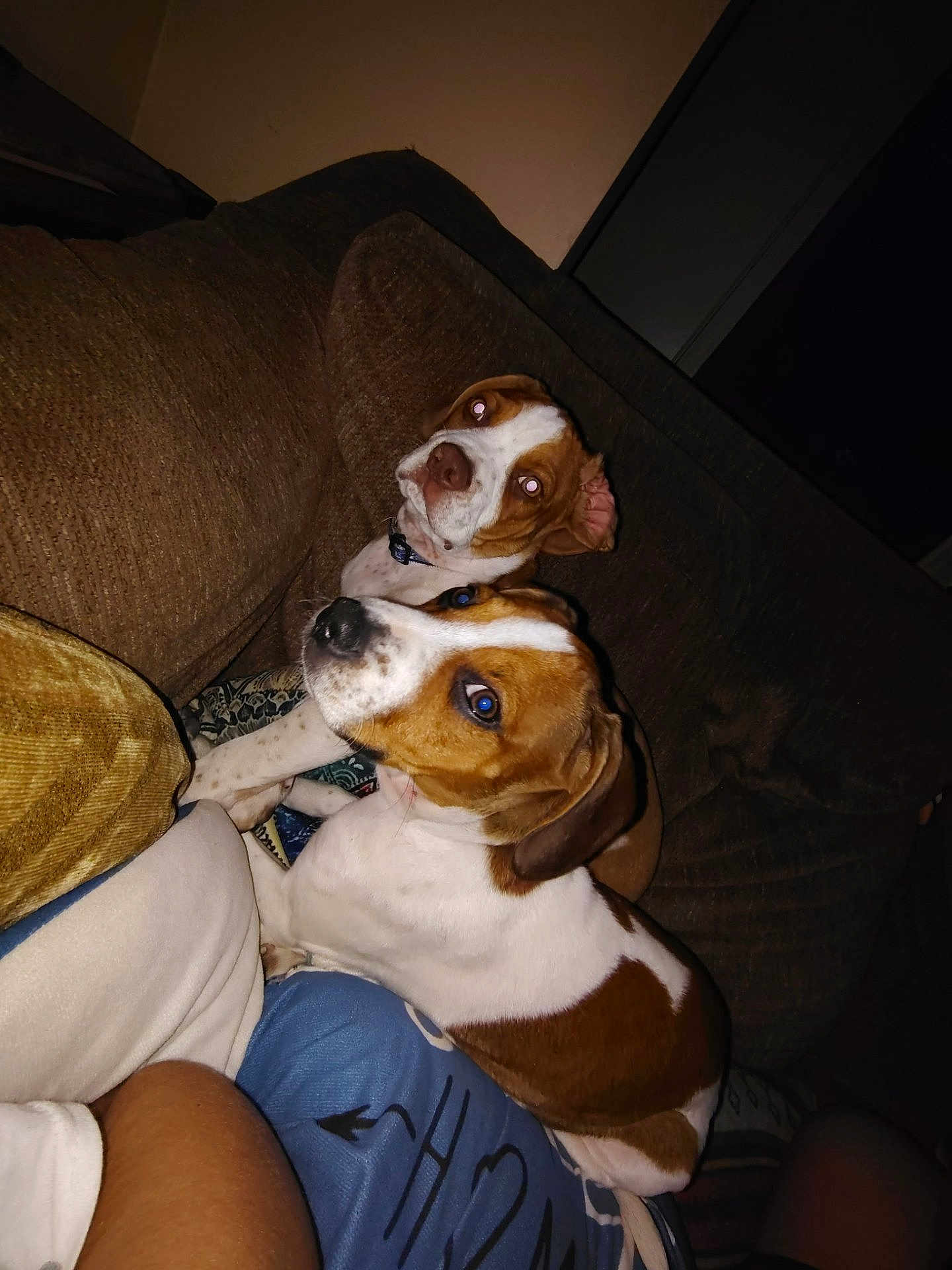 Sambo And Poppy