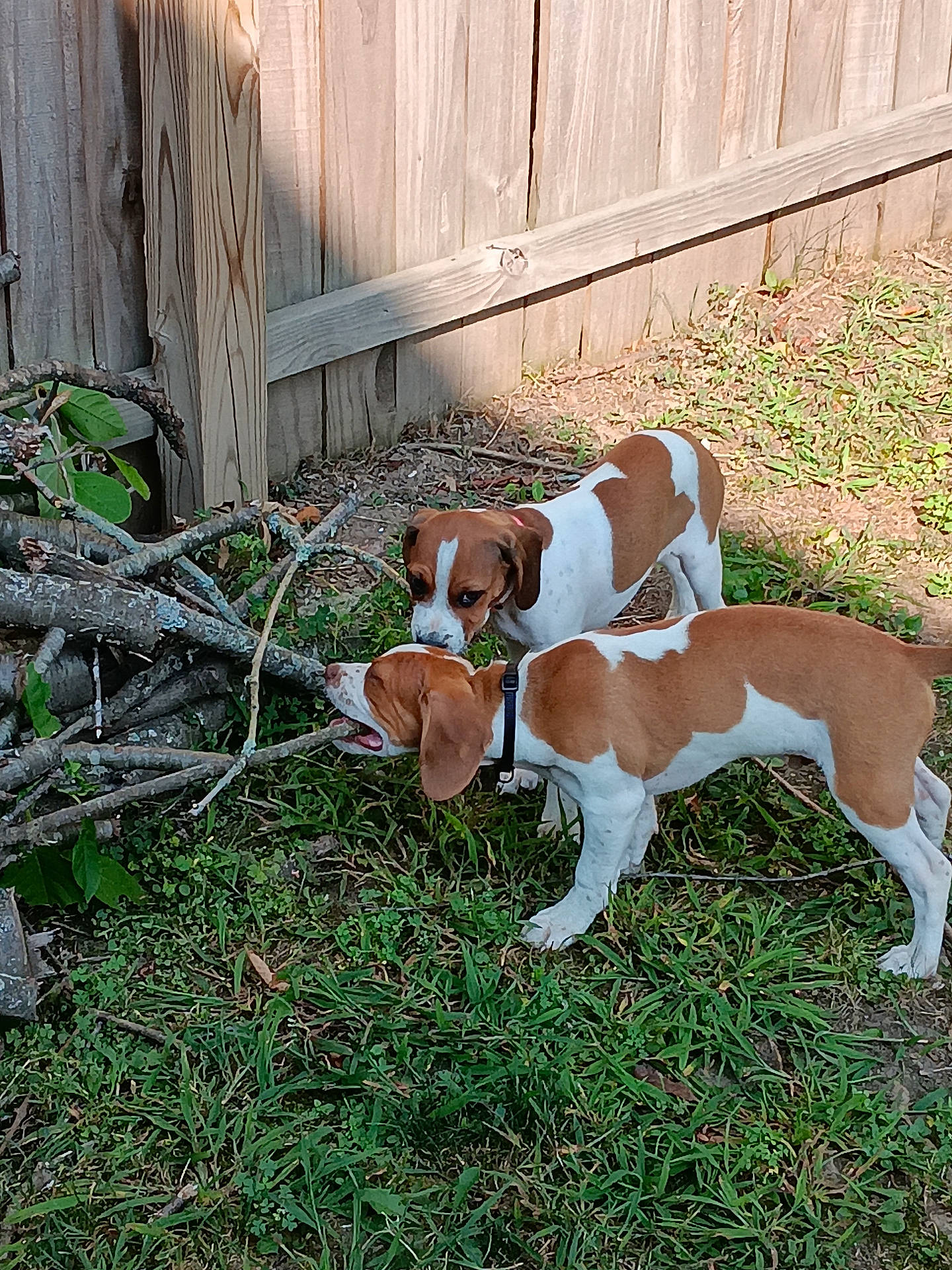 animals, backyard, brown_and_white, canine, collar, curious, daytime, dog, dogs, grass, nature, outdoor, pets, playful, sniffing, sticks, sunlight, two_dogs, wooden_fence, yard
