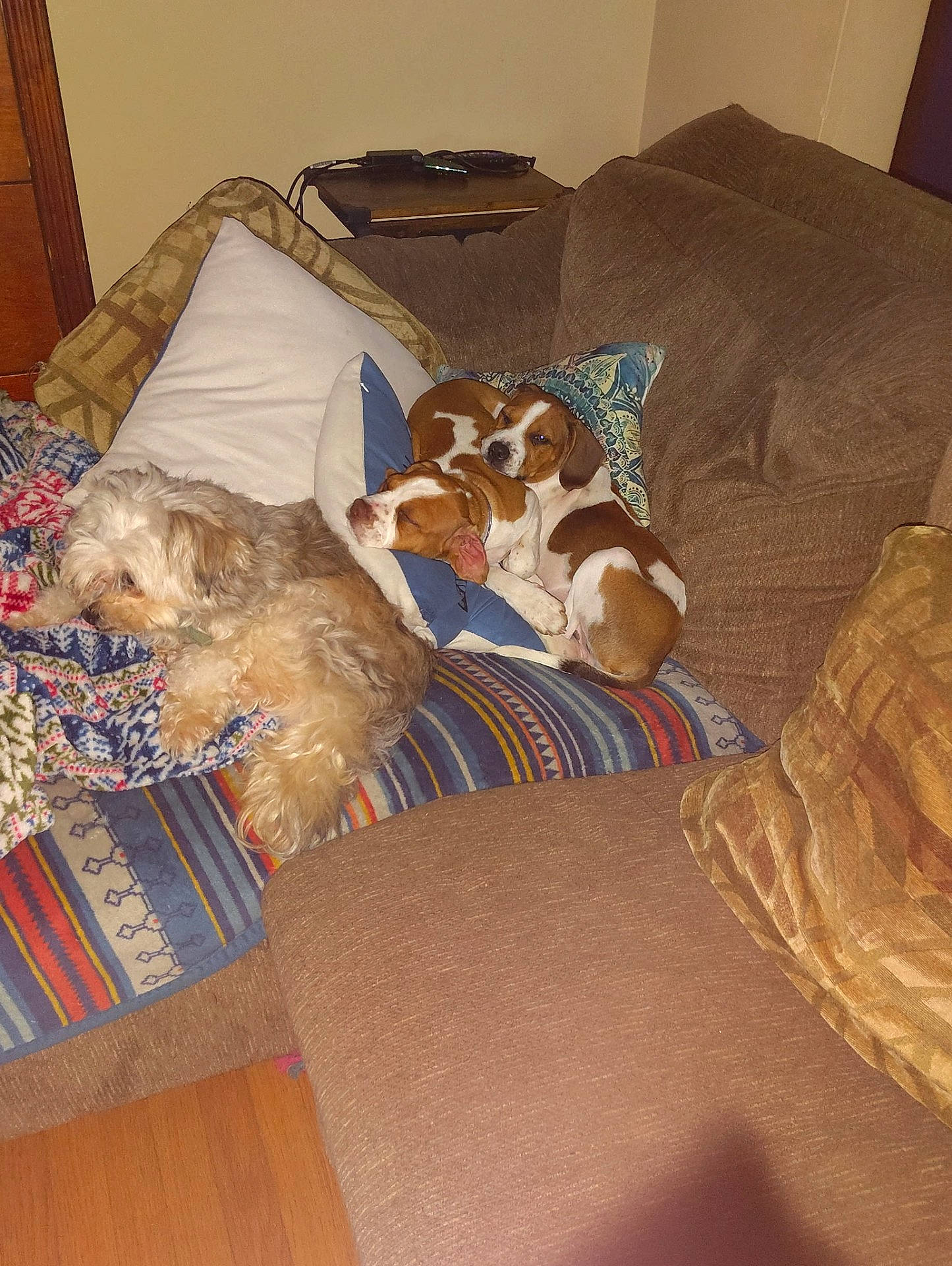 animal, blanket, brown, companion, couch, cozy, dog, domestic, fur, furniture, indoor, living_room, pet, pillow, relaxation, resting, sleeping, snuggling, white, wood_floor