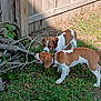 animals, backyard, brown_and_white, canine, collar, curious, daytime, dog, dogs, grass, nature, outdoor, pets, playful, sniffing, sticks, sunlight, two_dogs, wooden_fence, yard