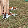 animal, backyard, brown_and_white, calm, canine, daytime, dog, fence, grass, laying_down, nature, outdoor, pet, relaxed, resting, summer, sunlight, sunny, two_dogs, wooden_planks