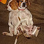 Sambo And Poppy is registered to the contest to win money with this photo: animal, brown_spot, canine, companion, couch, cute, dog, domestic_animal, friendship, fur, indoor, laying_down, paw, pet, relaxing, resting, spotted, tail, two_dogs, white_spot