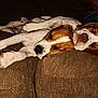 Sambo And Poppy is registered to the contest to win money with this photo: animal, brown, closeup, comfort, companion, couch, cozy, dog, domestic, friendship, fur, indoor, laying, napping, pet, relaxed, resting, sleeping, snuggle, two_dogs