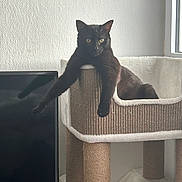 Akela Et Bagheera participe au concours pour gagner de l'argent avec cette photo : animal, black_cat, cat_tree, domestic_cat, ears, feline, fur, home, indoor, looking, paw, pet, relaxed, resting, sitting, textured_wall, tv_screen, whiskers, window, yellow_eyes