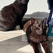 Akela Et Bagheera a rejoint le concours — aidez-le/la à gagner de superbes lots ! black_cat, calm, cat, close_up, cozy, domestic_animal, feline, green_eyes, indoor, lying_down, pets, relaxing, resting, shadow, sitting, sunlight, texture, two_animals, wall, wooden_floor