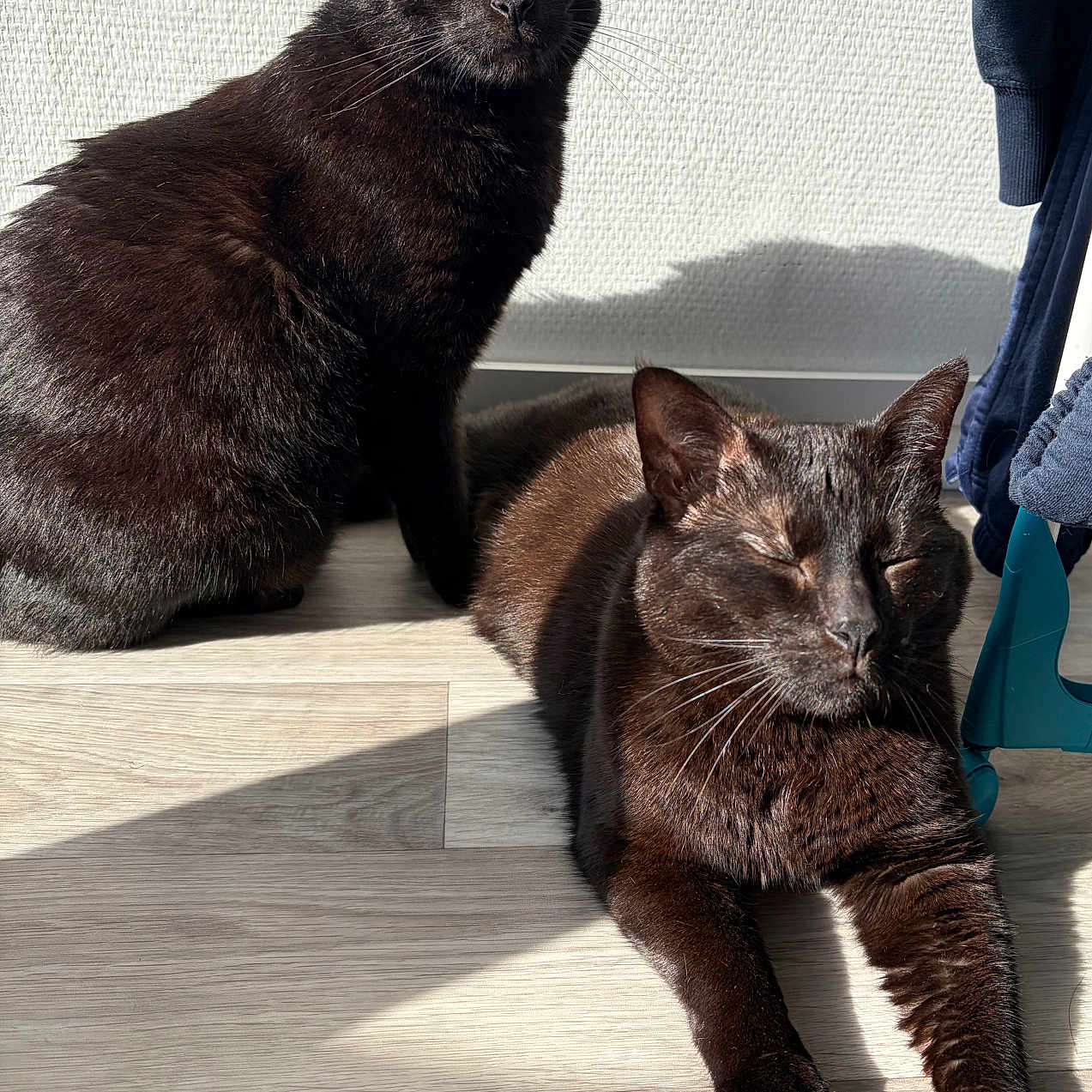 Akela Et Bagheera a rejoint le concours — aidez-le/la à gagner de superbes lots ! black_cat, calm, cat, close_up, cozy, domestic_animal, feline, green_eyes, indoor, lying_down, pets, relaxing, resting, shadow, sitting, sunlight, texture, two_animals, wall, wooden_floor