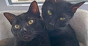 Akela Et Bagheera a rejoint le concours — aidez-le/la à gagner de superbes lots ! animal, black_cat, cat, cityscape, closeup, companionship, cozy, curious, domestic_animal, ears, feline, fur, indoor, pets, resting, snuggling, urban, whiskers, window, yellow_eyes