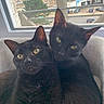 animal, black_cat, cat, cityscape, closeup, companionship, cozy, curious, domestic_animal, ears, feline, fur, indoor, pets, resting, snuggling, urban, whiskers, window, yellow_eyes