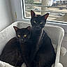 animal, black_cat, cat, cat_bed, companions, cozy, curious, cute, daylight, domestic_cat, feline, indoor, looking_at_camera, pets, resting, snuggling, soft_texture, urban_background, window, yellow_eyes