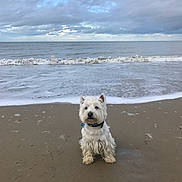 Oslo a rejoint le concours — aidez-le/la à gagner de superbes lots ! dog, west_highland_terrier, beach, sand, ocean, waves, cloudy_sky, pet, animal, collar, water, seaside, outdoor, sitting, fur, cute, adorable, nature, calm, daytime