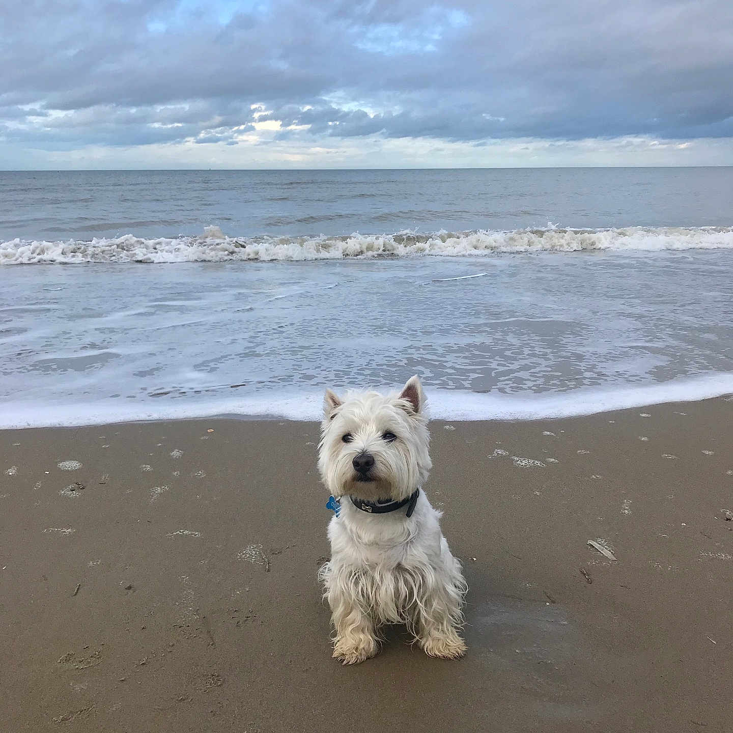 Oslo a rejoint le concours — aidez-le/la à gagner de superbes lots ! dog, west_highland_terrier, beach, sand, ocean, waves, cloudy_sky, pet, animal, collar, water, seaside, outdoor, sitting, fur, cute, adorable, nature, calm, daytime