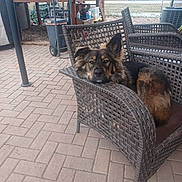 Sassy joined the competition — help win amazing prizes! animal, backyard, black, brown, chair, daylight, dog, ears, fence, fur, garden, leisure, nose, outdoor, patio, paved_floor, pet, relaxed, resting, wicker