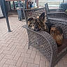 animal, backyard, black, brown, chair, daylight, dog, ears, fence, fur, garden, leisure, nose, outdoor, patio, paved_floor, pet, relaxed, resting, wicker