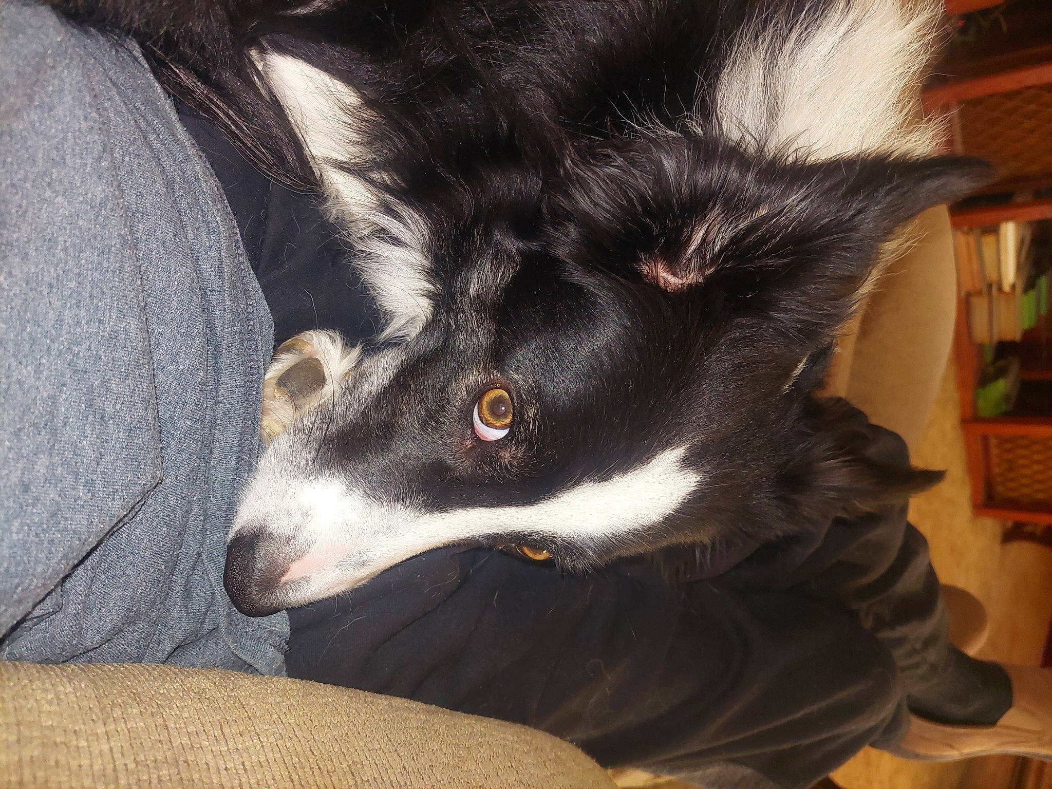 Aussie is registered to the contest to win money with this photo: canidae, carnivore, claw, companion_dog, dog, dog_breed, ear, flowerpot, fur, herding_dog, houseplant, shelf, siberian_husky, sled_dog, snout, sporting_group, terrestrial_animal, whiskers, working_animal, working_dog