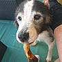 Katy joined the competition — help win amazing prizes! animal, black_nose, bone, brown_eyes, close_up, cute, dog, foot, fur, hand, looking_up, mat, muzzle, outdoor, paw, person, pet, resting_hand, snout, white_socks