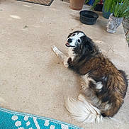 Katy joined the competition — help win amazing prizes! animal, blue_rug, concrete, daylight, dog, door, fur, greenery, happy, home, looking_back, outdoor, pet, plant_pot, porch, potted_plants, relaxing, smiling, tail, welcome_mat