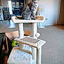 Chloe joined the competition — help win amazing prizes! cat, tabby, cat_tree, indoor, living_room, furniture, carpet, fan, box, cabinet, table, chair, pet, animal, feline, gray_cat, relaxed, household, domestic, cozy