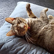 Chloe joined the competition — help win amazing prizes! cat, gray_tabby, pet, indoor, cushion, quilted, relaxed, paw, fur, whiskers, yellow_eyes, curious, closeup, feline, resting, cozy, carpet, collar, domestic_animal, animal